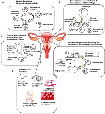 Non-Invasive and Mechanism-Based Molecular Assessment of Endometrial Receptivity During the Window of Implantation: Current Concepts and Future Prospective Testing Directions